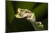 Imbabura Tree Frog, Choco Region, Ecuador-Pete Oxford-Mounted Photographic Print