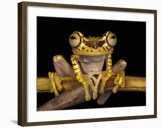 Imbabura Treefrog, Choca Region, Ecuador-Pete Oxford-Framed Photographic Print