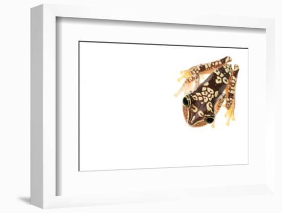 Imbabura Treefrog (Hypsiboas Picturatus) Viewed from Above, in Colombia and Ecuador-Edwin Giesbers-Framed Photographic Print