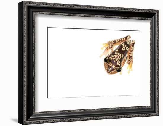 Imbabura Treefrog (Hypsiboas Picturatus) Viewed from Above, in Colombia and Ecuador-Edwin Giesbers-Framed Photographic Print