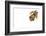 Imbabura Treefrog (Hypsiboas Picturatus) Viewed from Above, in Colombia and Ecuador-Edwin Giesbers-Framed Photographic Print