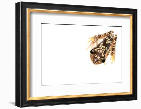 Imbabura Treefrog (Hypsiboas Picturatus) Viewed from Above, in Colombia and Ecuador-Edwin Giesbers-Framed Photographic Print