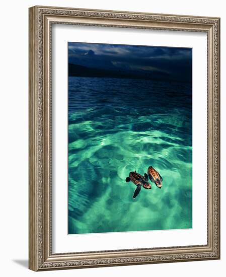 Imbricata Turtles-Andrea Ferrari-Framed Photographic Print