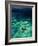 Imbricata Turtles-Andrea Ferrari-Framed Photographic Print