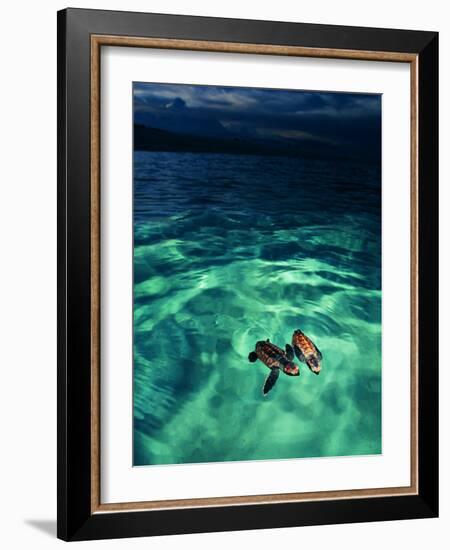 Imbricata Turtles-Andrea Ferrari-Framed Photographic Print