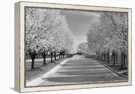 IMG_0007 - Row of Trees-Monte Nagler-Framed Premier Image Canvas