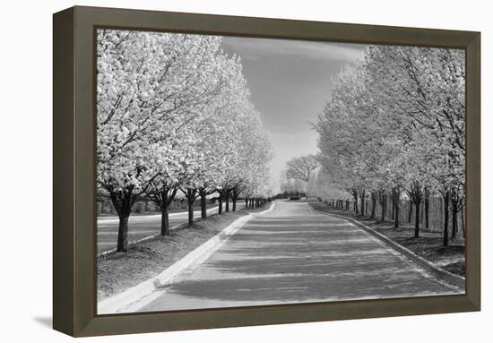 IMG_0007 - Row of Trees-Monte Nagler-Framed Premier Image Canvas