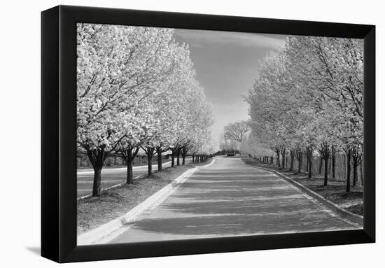 IMG_0007 - Row of Trees-Monte Nagler-Framed Premier Image Canvas