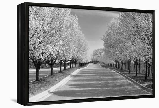 IMG_0007 - Row of Trees-Monte Nagler-Framed Premier Image Canvas