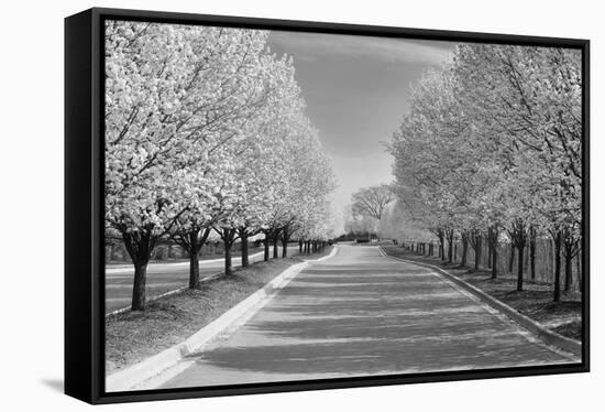 IMG_0007 - Row of Trees-Monte Nagler-Framed Stretched Canvas