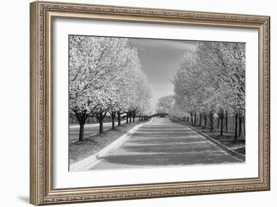 IMG_0007 - Row of Trees-Monte Nagler-Framed Photographic Print