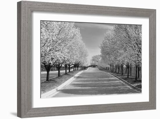 IMG_0007 - Row of Trees-Monte Nagler-Framed Photographic Print