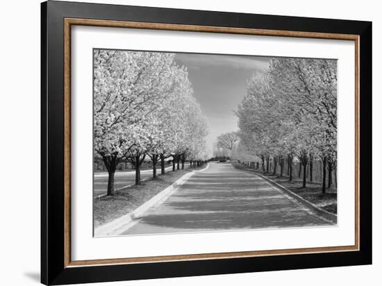 IMG_0007 - Row of Trees-Monte Nagler-Framed Photographic Print