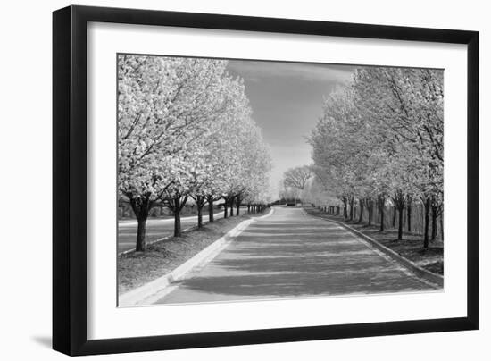 IMG_0007 - Row of Trees-Monte Nagler-Framed Photographic Print