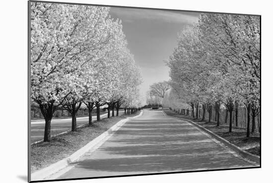 IMG_0007 - Row of Trees-Monte Nagler-Mounted Photographic Print