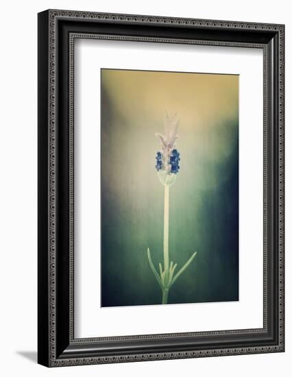 Imidness-Philippe Sainte-Laudy-Framed Photographic Print