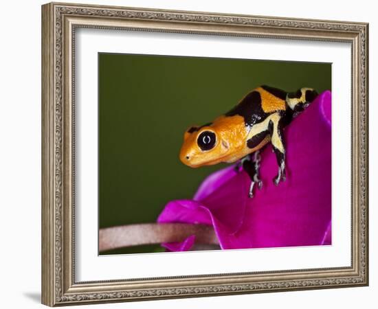 Imitator Poison-Dart Frog, Peru-Adam Jones-Framed Photographic Print