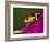 Imitator Poison-Dart Frog, Peru-Adam Jones-Framed Photographic Print