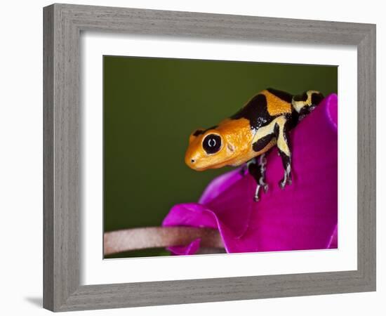 Imitator Poison-Dart Frog, Peru-Adam Jones-Framed Photographic Print