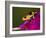 Imitator Poison-Dart Frog, Peru-Adam Jones-Framed Photographic Print