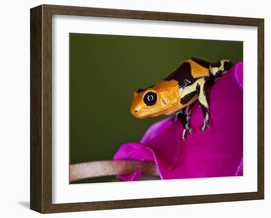 Imitator Poison-Dart Frog, Peru-Adam Jones-Framed Photographic Print