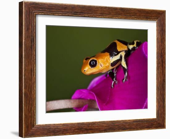 Imitator Poison-Dart Frog, Peru-Adam Jones-Framed Photographic Print