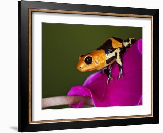 Imitator Poison-Dart Frog, Peru-Adam Jones-Framed Photographic Print