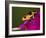 Imitator Poison-Dart Frog, Peru-Adam Jones-Framed Photographic Print