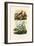Imitator Sparrowhawk, 1833-39-null-Framed Giclee Print