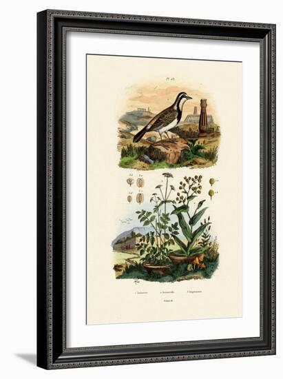 Imitator Sparrowhawk, 1833-39-null-Framed Giclee Print