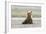 Immature coastal grizzly bear sits on beach. Lake Clark National Park, Alaska.-Brenda Tharp-Framed Premium Photographic Print