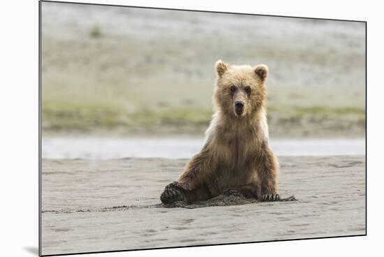 Immature coastal grizzly bear sits on beach. Lake Clark National Park, Alaska.-Brenda Tharp-Mounted Premium Photographic Print