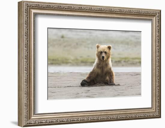 Immature coastal grizzly bear sits on beach. Lake Clark National Park, Alaska.-Brenda Tharp-Framed Photographic Print