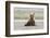 Immature coastal grizzly bear sits on beach. Lake Clark National Park, Alaska.-Brenda Tharp-Framed Photographic Print