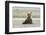 Immature coastal grizzly bear sits on beach. Lake Clark National Park, Alaska.-Brenda Tharp-Framed Photographic Print