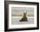 Immature coastal grizzly bear sits on beach. Lake Clark National Park, Alaska.-Brenda Tharp-Framed Photographic Print