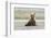 Immature coastal grizzly bear sits on beach. Lake Clark National Park, Alaska.-Brenda Tharp-Framed Photographic Print