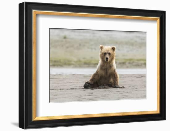 Immature coastal grizzly bear sits on beach. Lake Clark National Park, Alaska.-Brenda Tharp-Framed Photographic Print