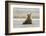 Immature coastal grizzly bear sits on beach. Lake Clark National Park, Alaska.-Brenda Tharp-Framed Photographic Print