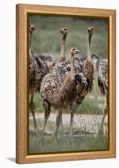 Immature common ostrich (Struthio camelus), Kgalagadi Transfrontier Park, South Africa, Africa-James Hager-Framed Premier Image Canvas