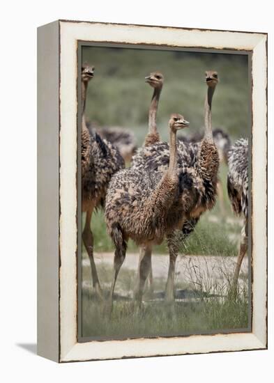 Immature common ostrich (Struthio camelus), Kgalagadi Transfrontier Park, South Africa, Africa-James Hager-Framed Premier Image Canvas