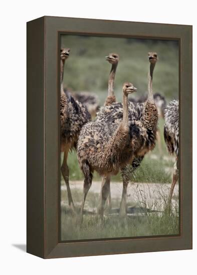 Immature common ostrich (Struthio camelus), Kgalagadi Transfrontier Park, South Africa, Africa-James Hager-Framed Premier Image Canvas