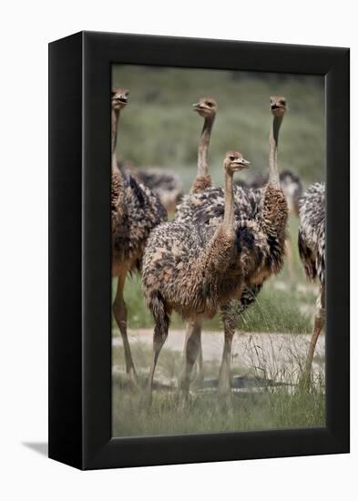 Immature common ostrich (Struthio camelus), Kgalagadi Transfrontier Park, South Africa, Africa-James Hager-Framed Premier Image Canvas