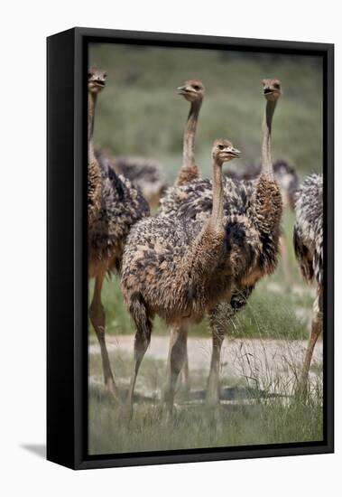 Immature common ostrich (Struthio camelus), Kgalagadi Transfrontier Park, South Africa, Africa-James Hager-Framed Premier Image Canvas