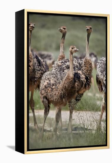 Immature common ostrich (Struthio camelus), Kgalagadi Transfrontier Park, South Africa, Africa-James Hager-Framed Premier Image Canvas