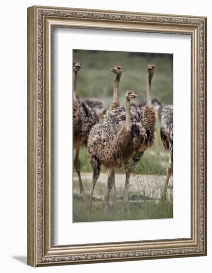 Immature common ostrich (Struthio camelus), Kgalagadi Transfrontier Park, South Africa, Africa-James Hager-Framed Photographic Print