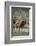 Immature common ostrich (Struthio camelus), Kgalagadi Transfrontier Park, South Africa, Africa-James Hager-Framed Photographic Print