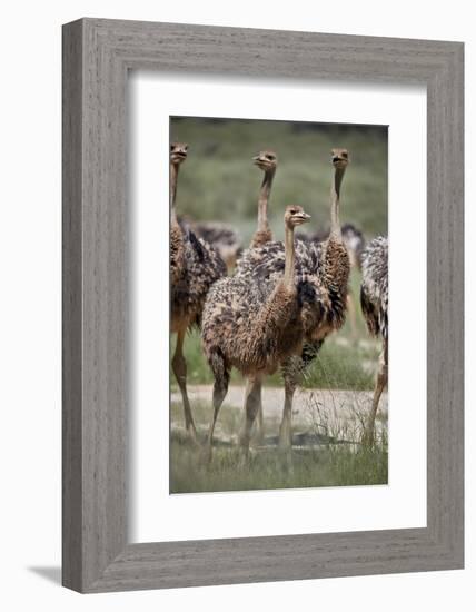 Immature common ostrich (Struthio camelus), Kgalagadi Transfrontier Park, South Africa, Africa-James Hager-Framed Photographic Print