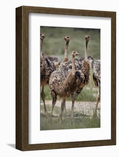 Immature common ostrich (Struthio camelus), Kgalagadi Transfrontier Park, South Africa, Africa-James Hager-Framed Photographic Print