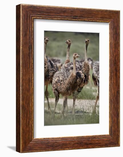 Immature common ostrich (Struthio camelus), Kgalagadi Transfrontier Park, South Africa, Africa-James Hager-Framed Photographic Print